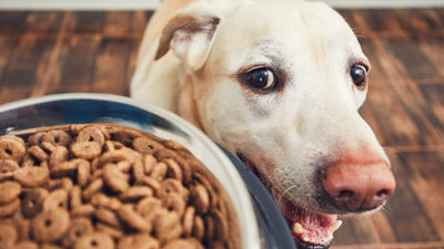All Dog Food