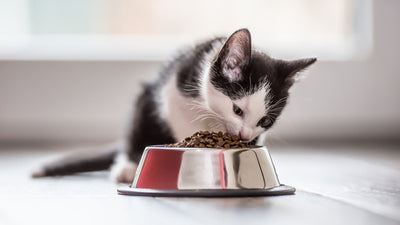 All Cat Food