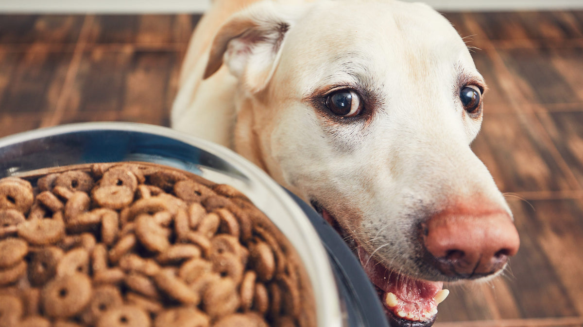 All Dog Food