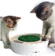 Kitty Connection Bluetooth Burrow Mouse