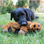 Kong Flopzie Low Stuff Dog Toys