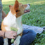 Safari Shed Magic De-Shedding Tool for Dogs with Medium to Long Hair